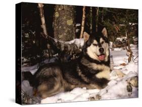 Alaskan Malamute Dog in Woodland, USA-Lynn M. Stone-Stretched Canvas