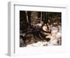 Alaskan Malamute Dog in Woodland, USA-Lynn M. Stone-Framed Premium Photographic Print