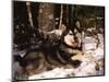 Alaskan Malamute Dog in Woodland, USA-Lynn M. Stone-Mounted Premium Photographic Print