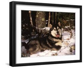 Alaskan Malamute Dog in Woodland, USA-Lynn M. Stone-Framed Photographic Print