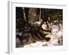 Alaskan Malamute Dog in Woodland, USA-Lynn M. Stone-Framed Photographic Print