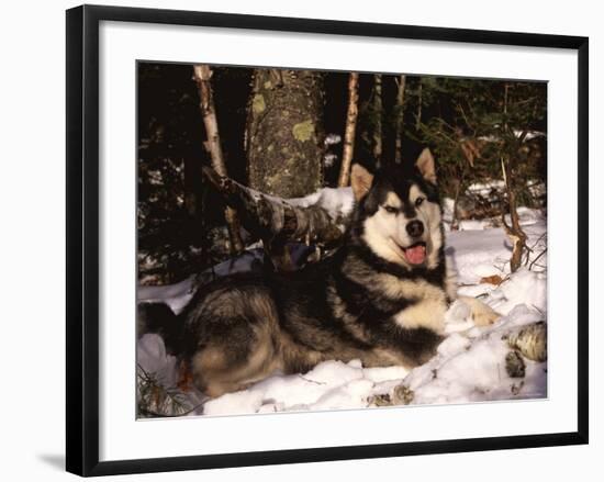 Alaskan Malamute Dog in Woodland, USA-Lynn M. Stone-Framed Photographic Print