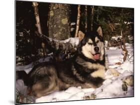 Alaskan Malamute Dog in Woodland, USA-Lynn M. Stone-Mounted Photographic Print