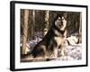 Alaskan Malamute Dog in Woodland, USA-Lynn M. Stone-Framed Photographic Print