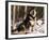 Alaskan Malamute Dog in Woodland, USA-Lynn M. Stone-Framed Photographic Print