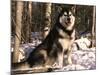 Alaskan Malamute Dog in Woodland, USA-Lynn M. Stone-Mounted Photographic Print