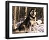 Alaskan Malamute Dog in Woodland, USA-Lynn M. Stone-Framed Photographic Print