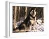 Alaskan Malamute Dog in Woodland, USA-Lynn M. Stone-Framed Photographic Print