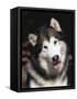 Alaskan Malamute Dog Portrait, Illinois, USA-Lynn M. Stone-Framed Stretched Canvas