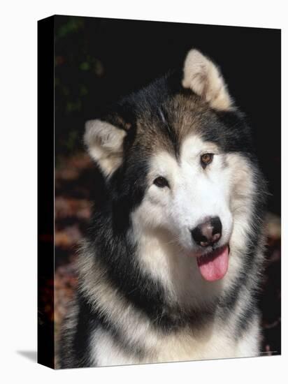 Alaskan Malamute Dog Portrait, Illinois, USA-Lynn M. Stone-Stretched Canvas