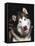 Alaskan Malamute Dog Portrait, Illinois, USA-Lynn M. Stone-Framed Stretched Canvas