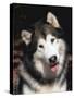 Alaskan Malamute Dog Portrait, Illinois, USA-Lynn M. Stone-Stretched Canvas