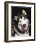 Alaskan Malamute Dog Portrait, Illinois, USA-Lynn M. Stone-Framed Premium Photographic Print