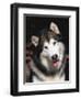 Alaskan Malamute Dog Portrait, Illinois, USA-Lynn M. Stone-Framed Premium Photographic Print