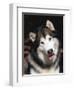 Alaskan Malamute Dog Portrait, Illinois, USA-Lynn M. Stone-Framed Premium Photographic Print