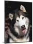 Alaskan Malamute Dog Portrait, Illinois, USA-Lynn M. Stone-Mounted Premium Photographic Print
