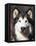 Alaskan Malamute Dog Portrait, Illinois, USA-Lynn M^ Stone-Framed Stretched Canvas