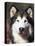 Alaskan Malamute Dog Portrait, Illinois, USA-Lynn M^ Stone-Stretched Canvas