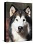 Alaskan Malamute Dog Portrait, Illinois, USA-Lynn M^ Stone-Stretched Canvas