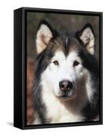 Alaskan Malamute Dog Portrait, Illinois, USA-Lynn M^ Stone-Framed Stretched Canvas