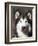 Alaskan Malamute Dog Portrait, Illinois, USA-Lynn M^ Stone-Framed Premium Photographic Print