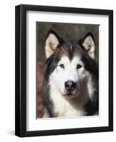 Alaskan Malamute Dog Portrait, Illinois, USA-Lynn M^ Stone-Framed Premium Photographic Print