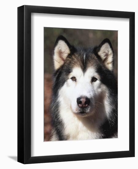 Alaskan Malamute Dog Portrait, Illinois, USA-Lynn M^ Stone-Framed Premium Photographic Print