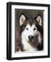 Alaskan Malamute Dog Portrait, Illinois, USA-Lynn M^ Stone-Framed Premium Photographic Print