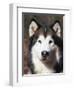 Alaskan Malamute Dog Portrait, Illinois, USA-Lynn M^ Stone-Framed Premium Photographic Print