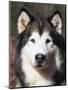 Alaskan Malamute Dog Portrait, Illinois, USA-Lynn M^ Stone-Mounted Premium Photographic Print