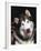 Alaskan Malamute Dog Portrait, Illinois, USA-Lynn M. Stone-Framed Photographic Print