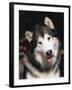 Alaskan Malamute Dog Portrait, Illinois, USA-Lynn M. Stone-Framed Photographic Print