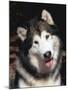 Alaskan Malamute Dog Portrait, Illinois, USA-Lynn M. Stone-Mounted Photographic Print