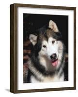 Alaskan Malamute Dog Portrait, Illinois, USA-Lynn M. Stone-Framed Photographic Print