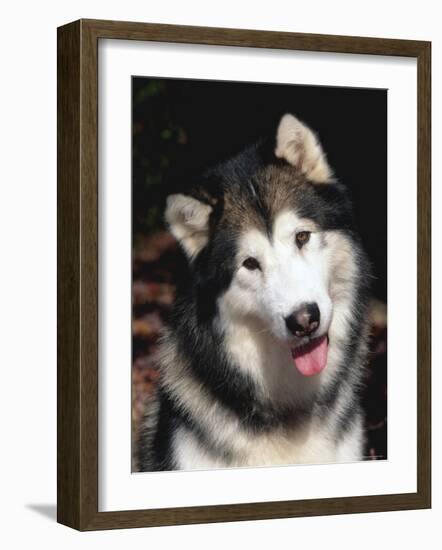 Alaskan Malamute Dog Portrait, Illinois, USA-Lynn M. Stone-Framed Photographic Print