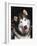 Alaskan Malamute Dog Portrait, Illinois, USA-Lynn M. Stone-Framed Photographic Print