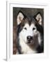 Alaskan Malamute Dog Portrait, Illinois, USA-Lynn M^ Stone-Framed Photographic Print