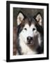 Alaskan Malamute Dog Portrait, Illinois, USA-Lynn M^ Stone-Framed Photographic Print