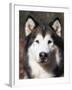 Alaskan Malamute Dog Portrait, Illinois, USA-Lynn M^ Stone-Framed Photographic Print