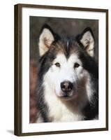 Alaskan Malamute Dog Portrait, Illinois, USA-Lynn M^ Stone-Framed Photographic Print