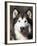 Alaskan Malamute Dog Portrait, Illinois, USA-Lynn M^ Stone-Framed Photographic Print