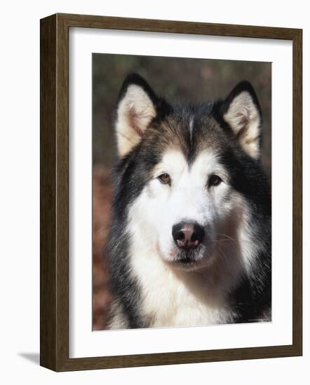 Alaskan Malamute Dog Portrait, Illinois, USA-Lynn M^ Stone-Framed Photographic Print