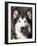 Alaskan Malamute Dog Portrait, Illinois, USA-Lynn M^ Stone-Framed Photographic Print