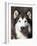 Alaskan Malamute Dog Portrait, Illinois, USA-Lynn M^ Stone-Framed Photographic Print