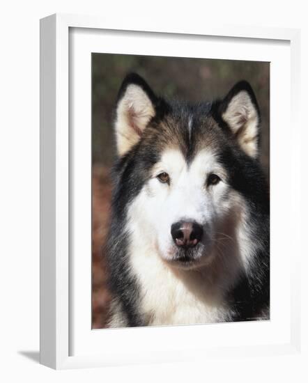 Alaskan Malamute Dog Portrait, Illinois, USA-Lynn M^ Stone-Framed Photographic Print