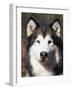 Alaskan Malamute Dog Portrait, Illinois, USA-Lynn M^ Stone-Framed Photographic Print