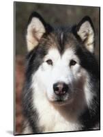 Alaskan Malamute Dog Portrait, Illinois, USA-Lynn M^ Stone-Mounted Photographic Print