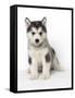 Alaskan Malamute Dog Pup-null-Framed Stretched Canvas