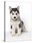 Alaskan Malamute Dog Pup-null-Stretched Canvas