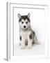 Alaskan Malamute Dog Pup-null-Framed Photographic Print